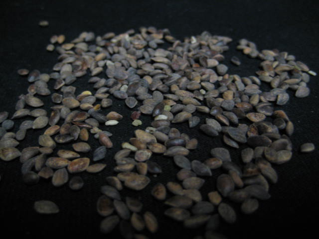 Pinus seeds/graines